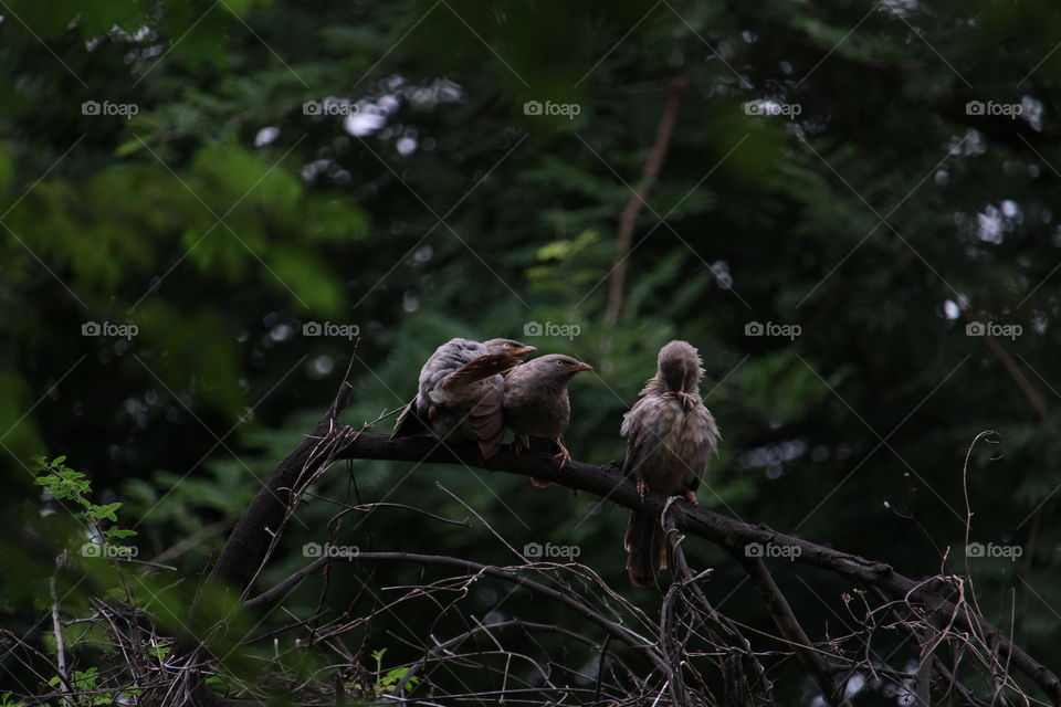 Jungle babbler