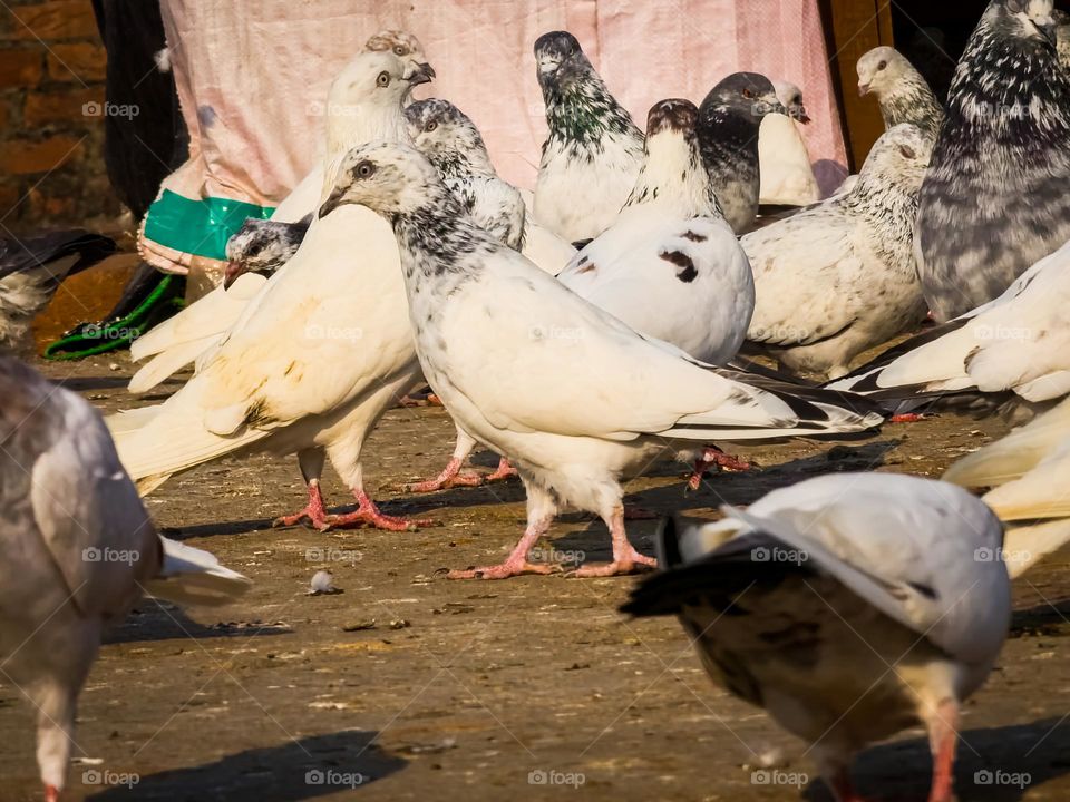 White pigeon in a group of pigeons