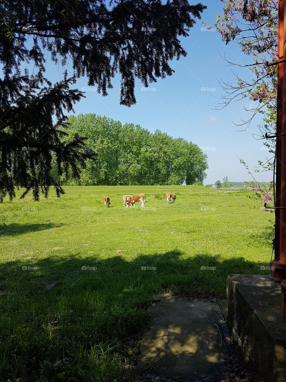 cows on meadow, pasture