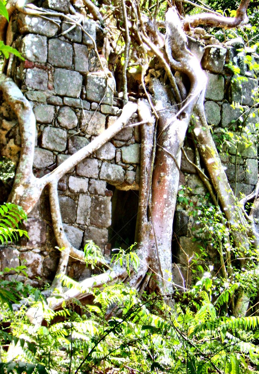 Vines over ruins . Taken island Dominica