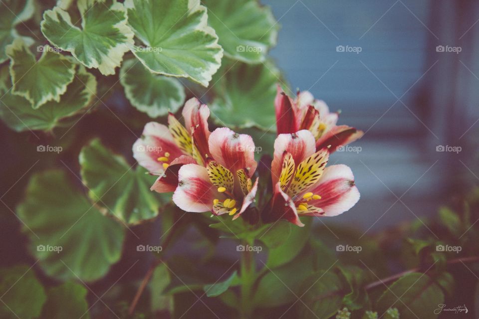 Close-up of flowers blooming at outdoors