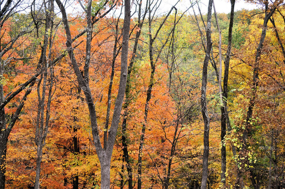 nature outdoors wood tree by refocusphoto