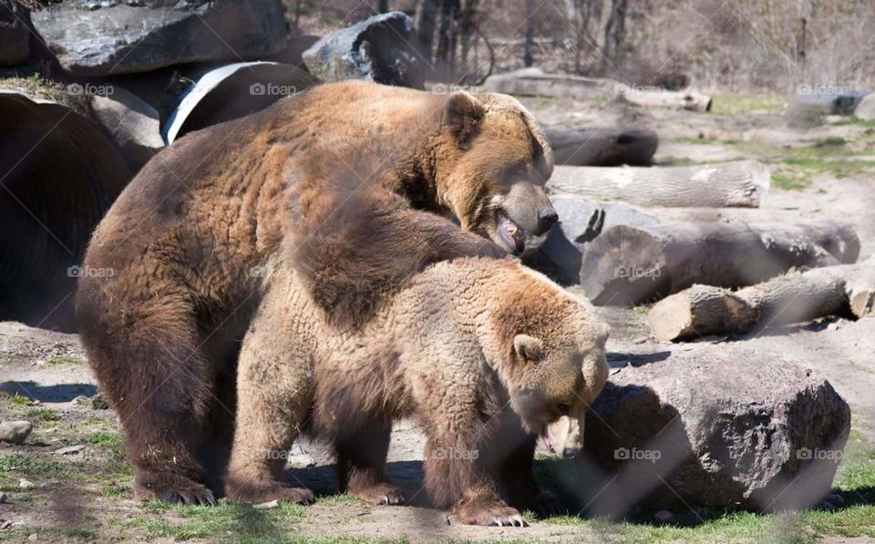 grizzly play (?)