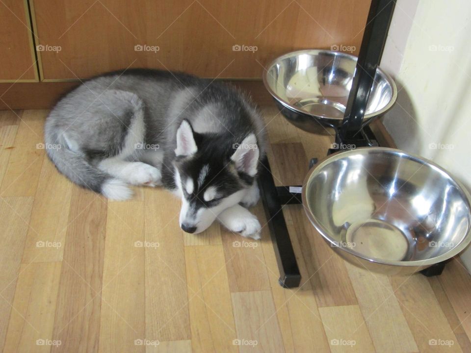 Polar Angel sleeping