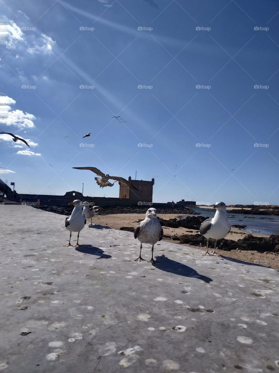 Beautiful seagulls flying cross the sky at essaouira city in Morocco.