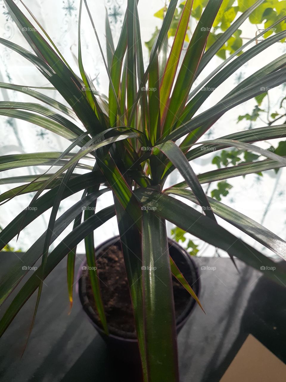 Dracena