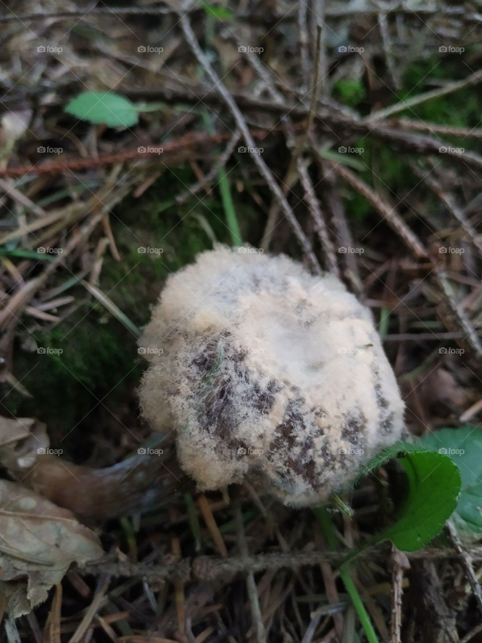 Unusual fuzzy mushroom