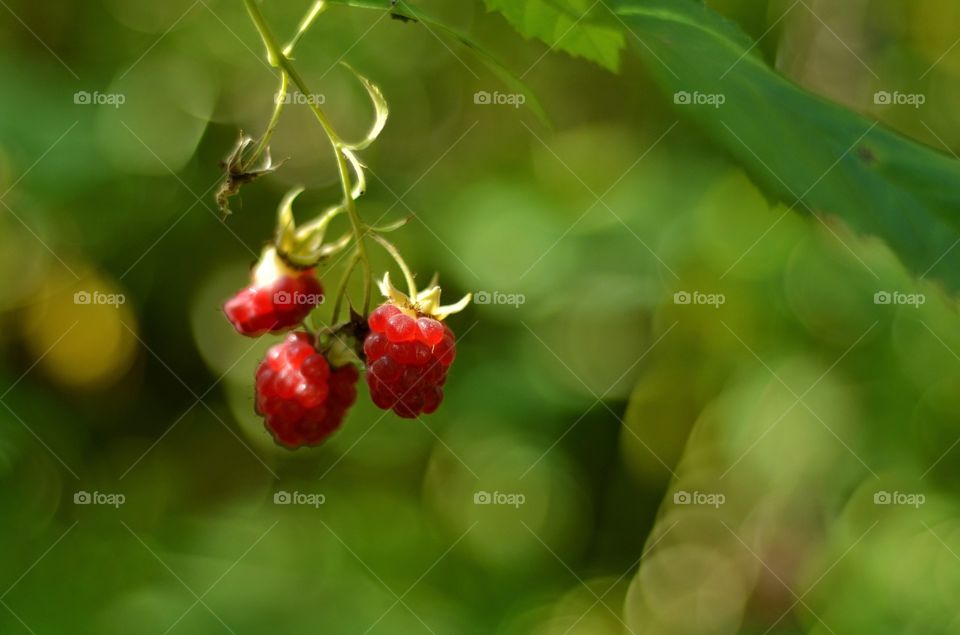 Raspberry close up.