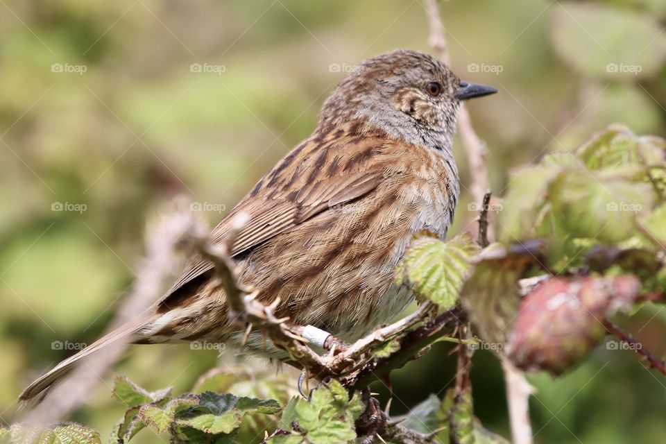 Dunnock