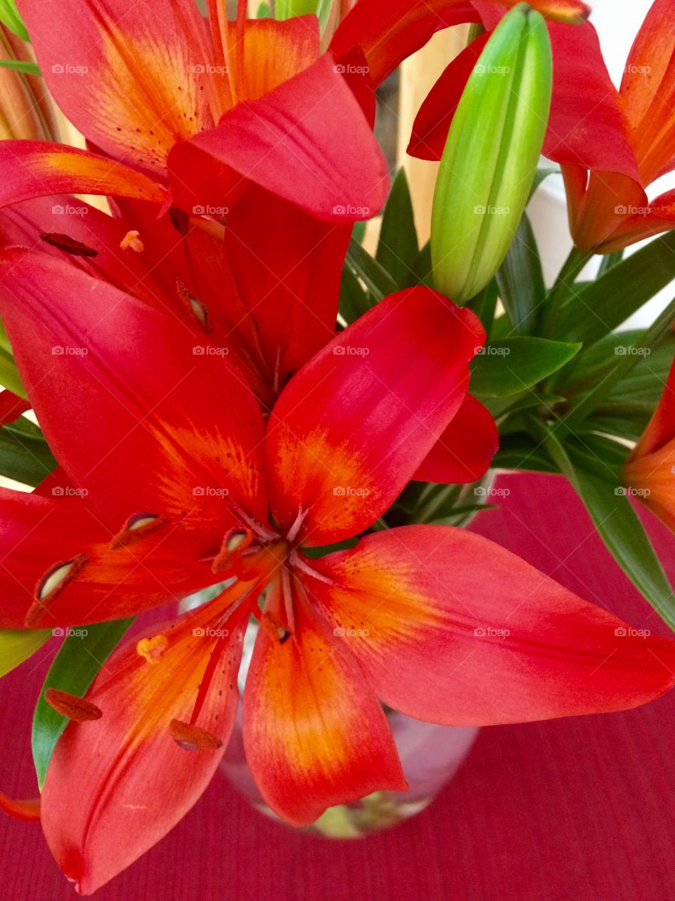 Flower, Nature, No Person, Flora, Lily