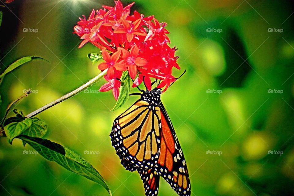Monarch butterfly on a flower. Monarch butterfly on a flower