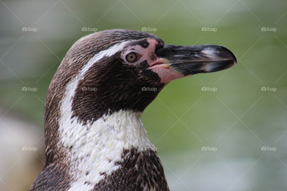 Humboldt penguin 