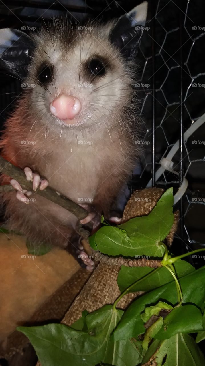 rescued opossum update 🐾