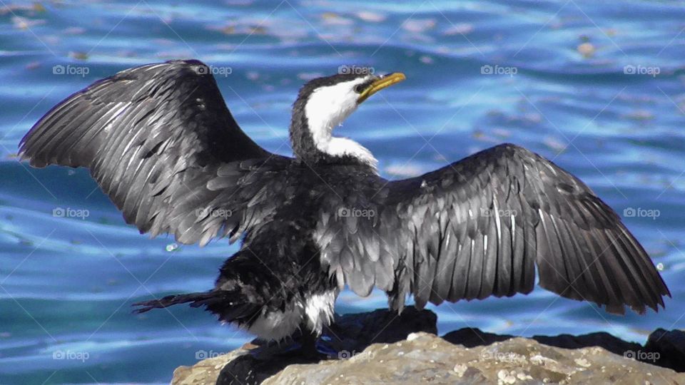 Australian bird drying it’s wings and enjoying summer by the ocean.