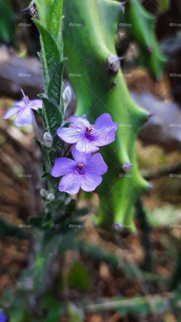 Beautiful Portrait of Plant, Nature Flowers, Natural Photography, Original Content