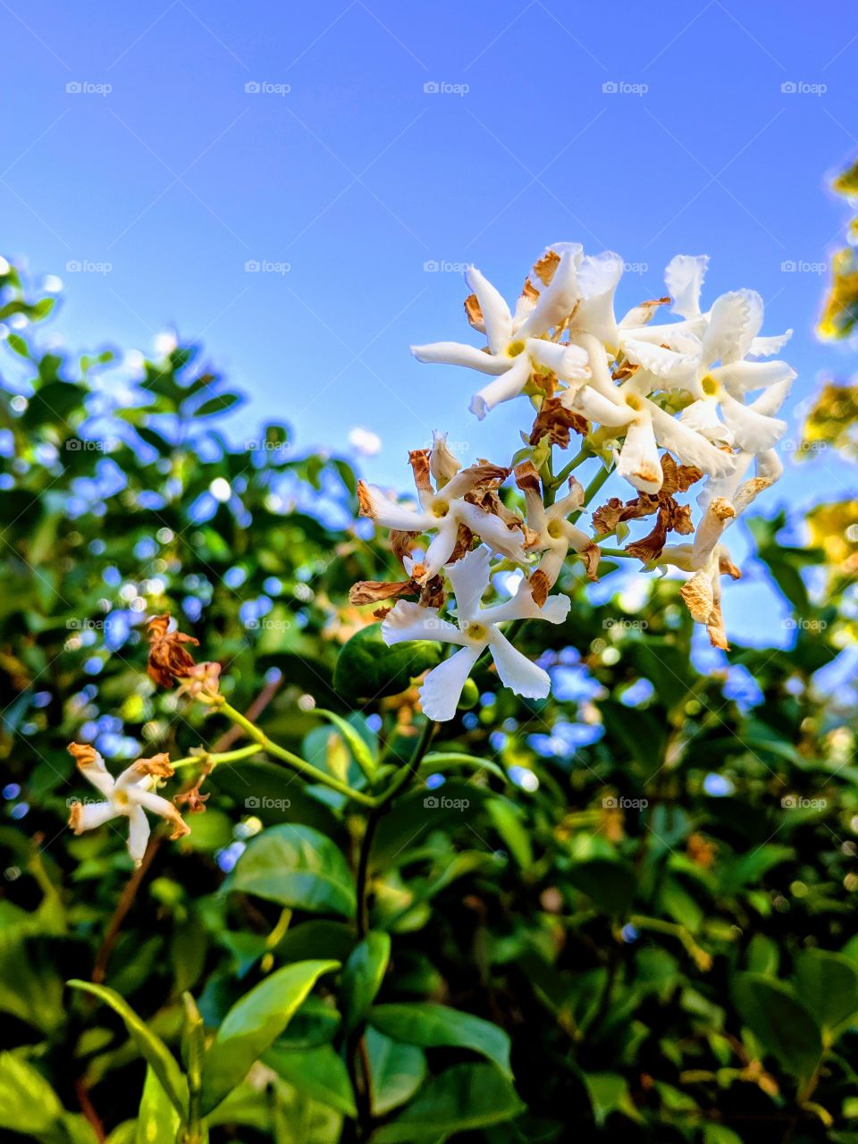 Dainty white flowers against a bright blue sky