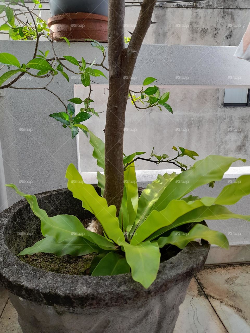 Small size Bird Nest Fern plant grown in a pot.