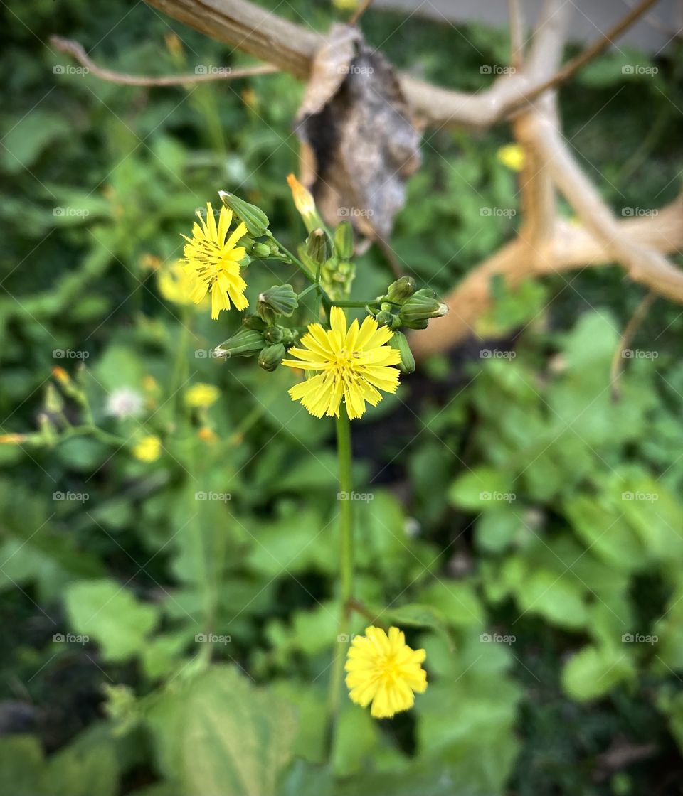 🌹 🇺🇸 Very beautiful flowers to brighten our day.  Live nature and its beauty. Did you like the delicate petals? / 🇧🇷 Flores muito bonitas para alegrar nosso dia. Viva a natureza e sua beleza. Gostaram das pétalas delicadas? 