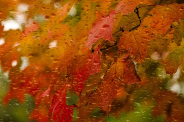 Autumn colors