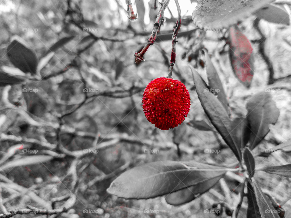 Arbutus

Arbutus

Arbutus