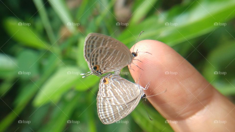 A pair of little butterflies perched on the fingertips