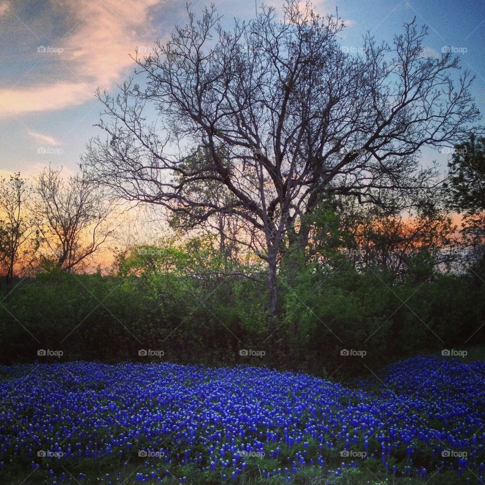 Texas Bluebonnets at Sunset