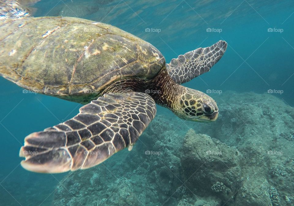 Underwater sea turtle 