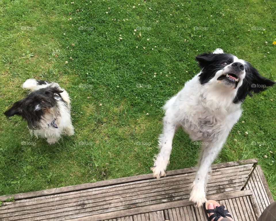 Two black and white dogs barking