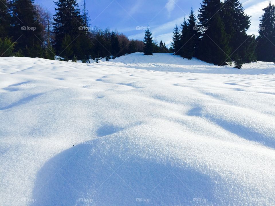 View of snowy forest