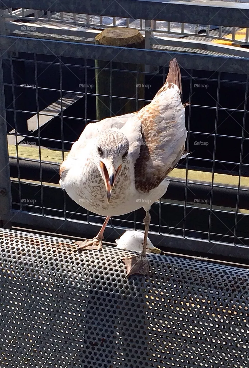 Seagull 