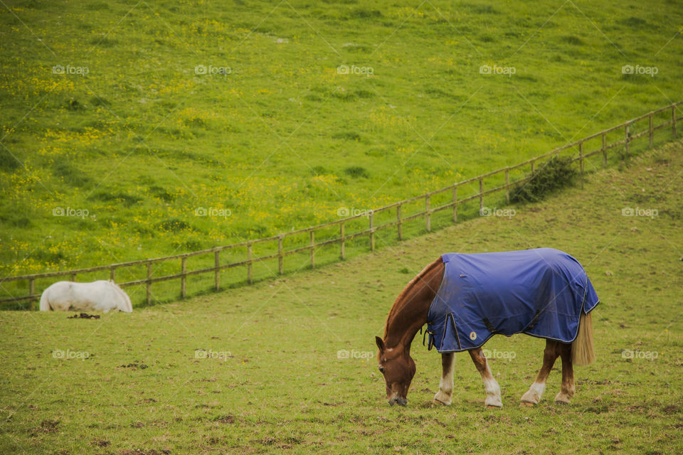 Livestock, Mammal, Cavalry, Pasture, Farm