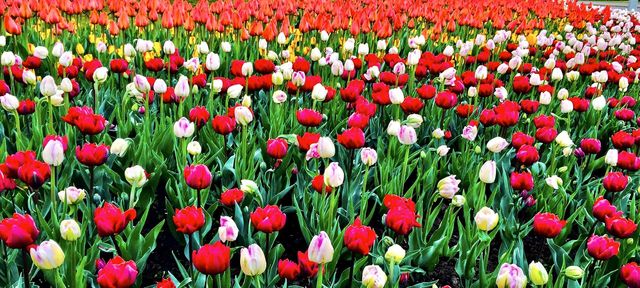 Stunning full bloom tulips at the Canadian Tulip Festival.