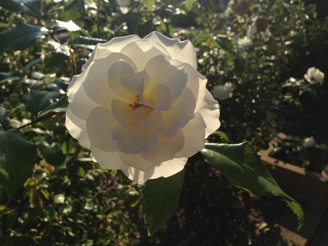 green nature flower white by itsAus