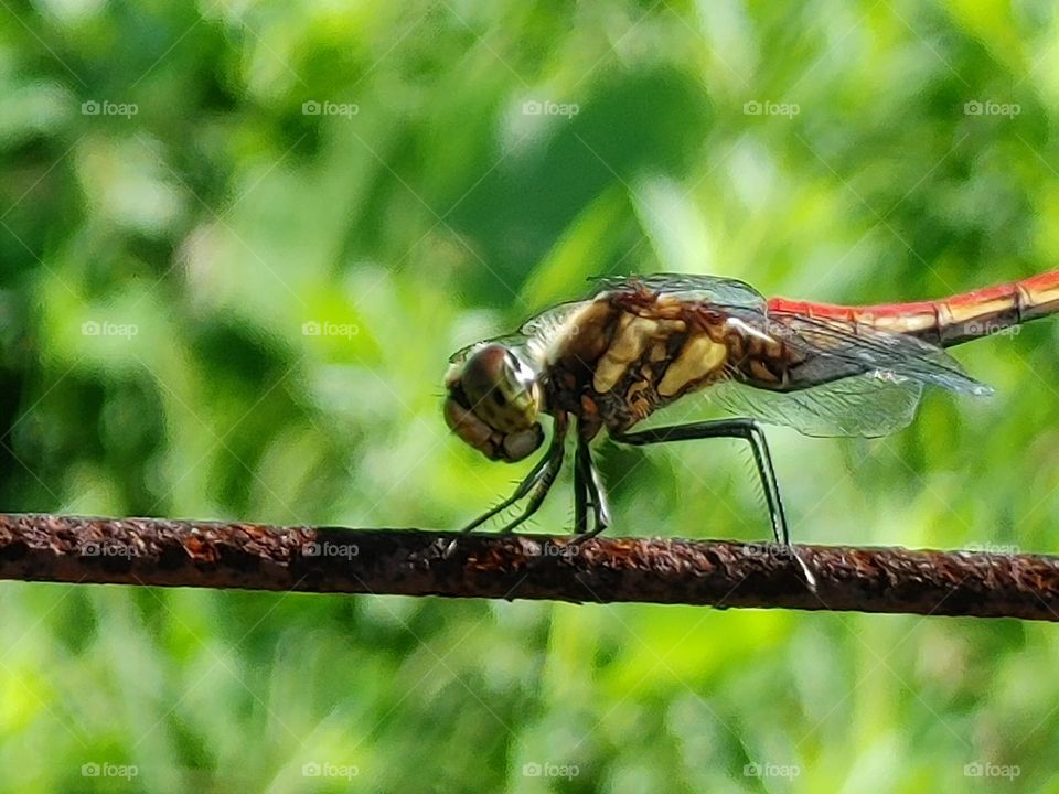 Dragonfly