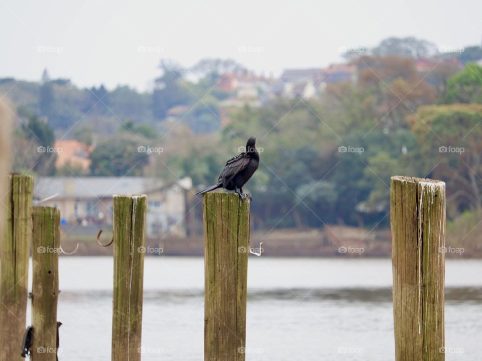 A lonely cormoran gracefully perched on a wooden pole worn by time near the serene river. The soft tones of a cloudy sky and the scenery of houses surrounded by lush vegetation create a quiet atmosphere.