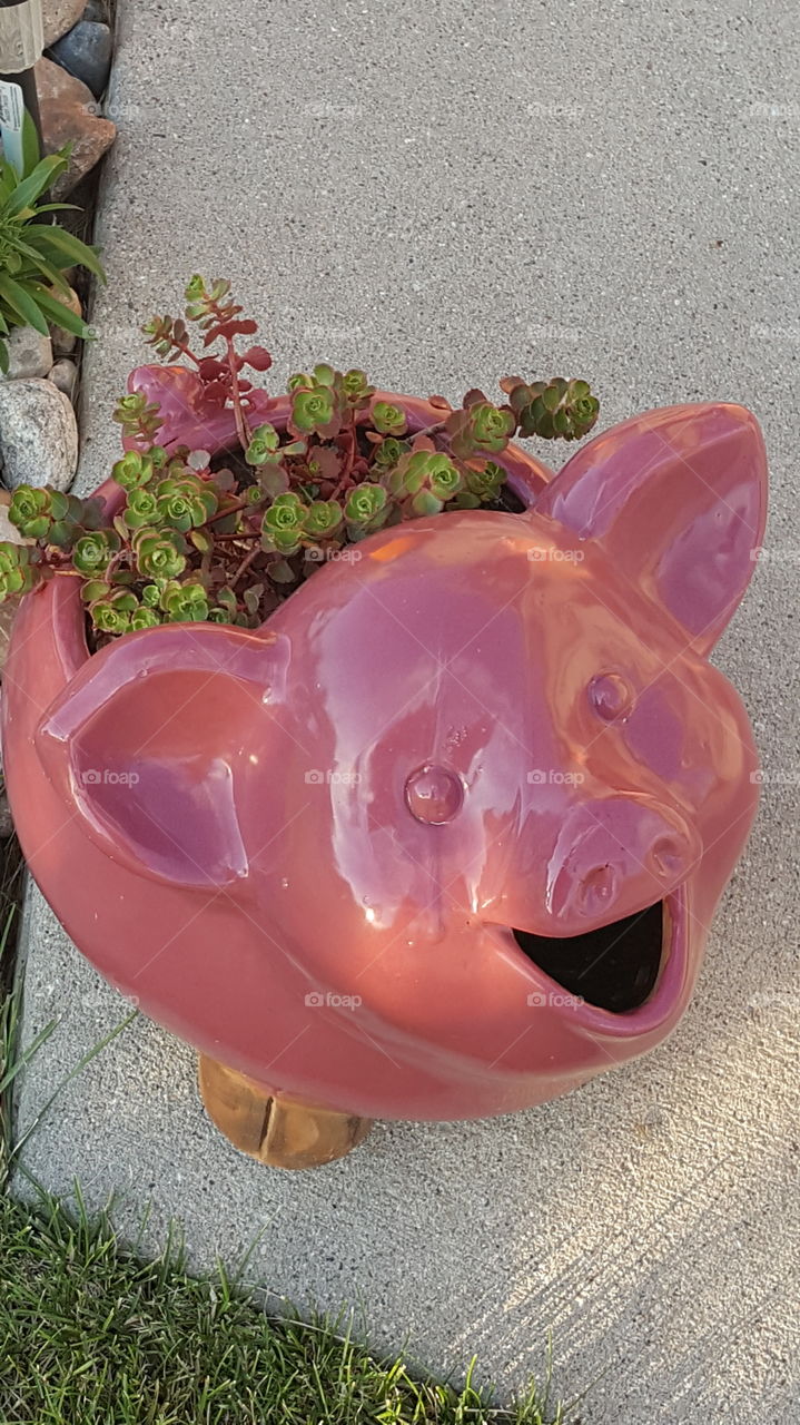 Succulent Pig
