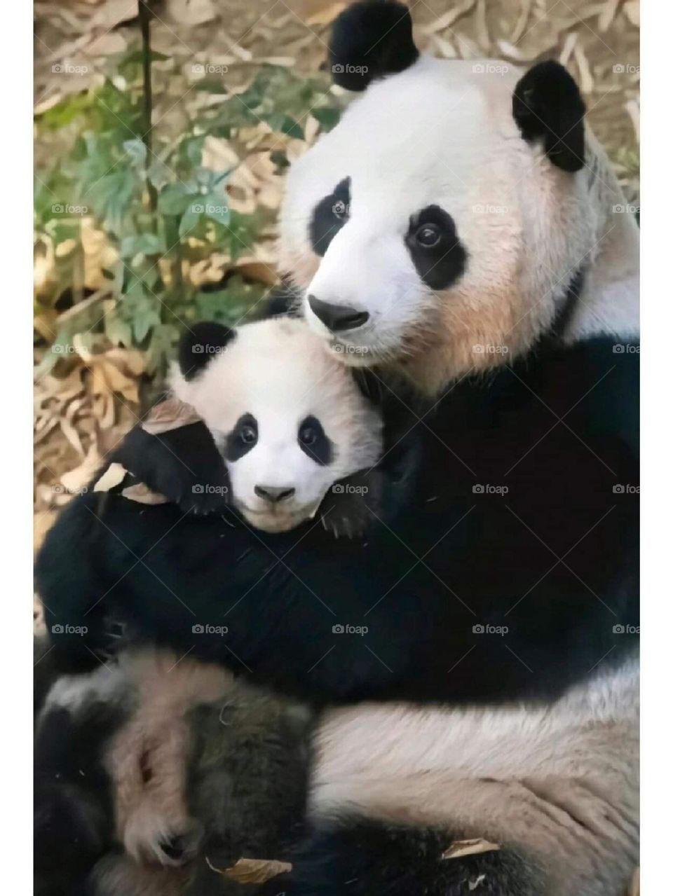 Panda family