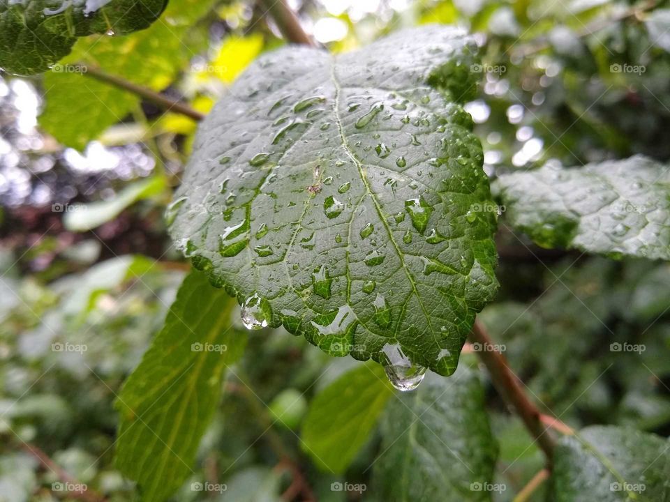 raindrops on the leaf #5