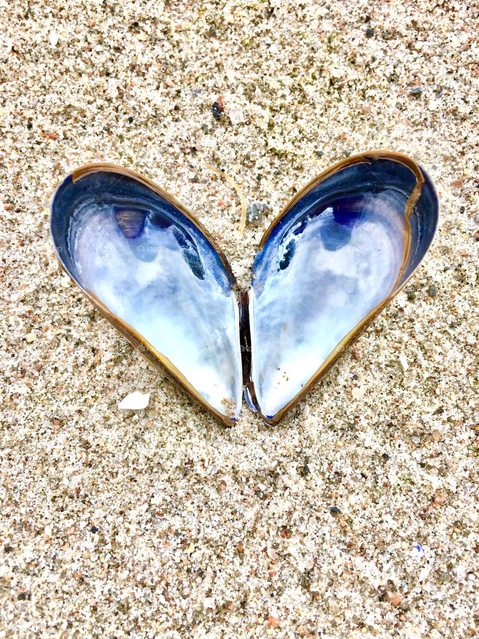 Heart shape made with seashell