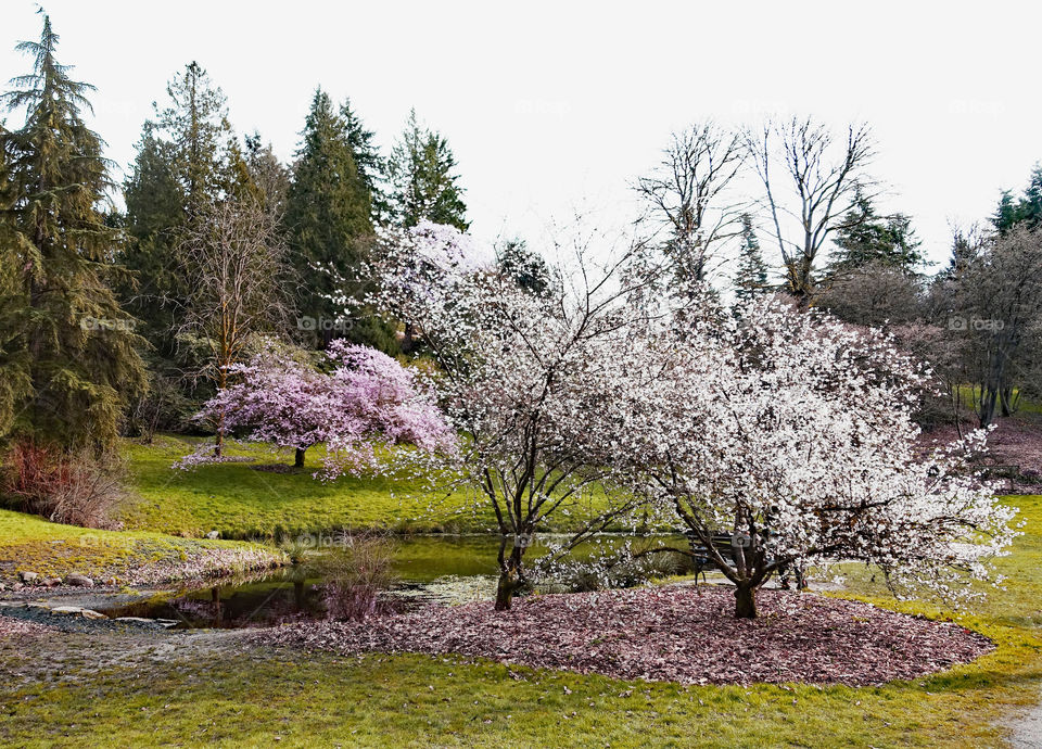 spring, tree, blos