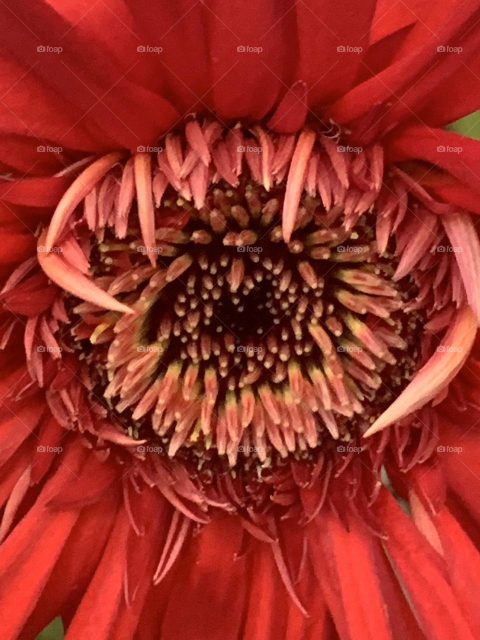 Closeup flower 