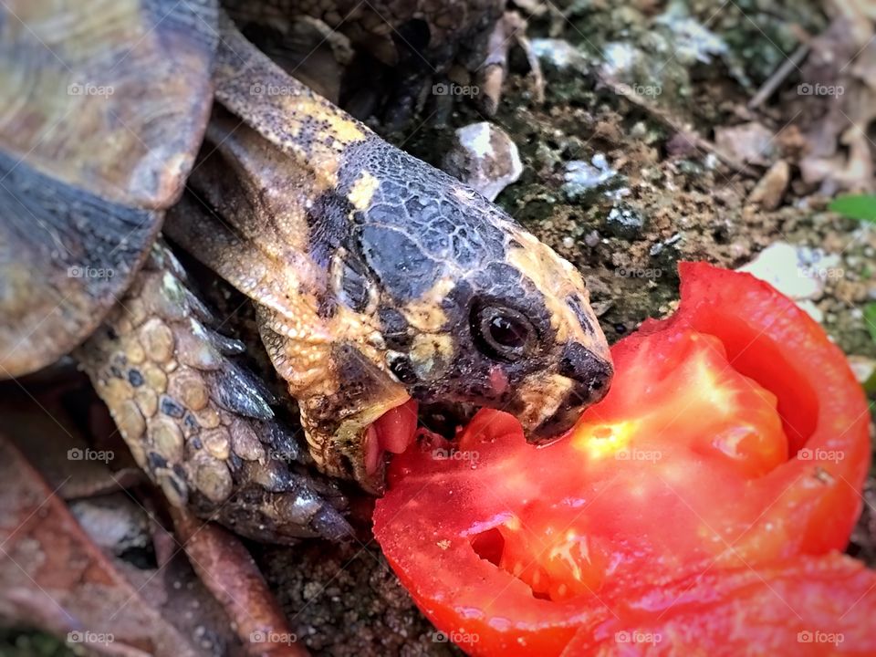 turtle eating tomate. turtle eating a tomato 