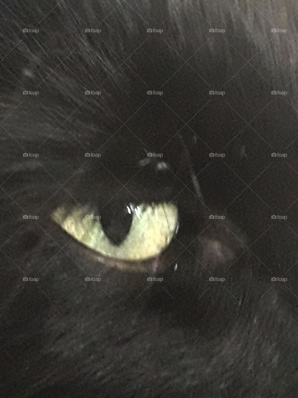 yellow green eye of black cat