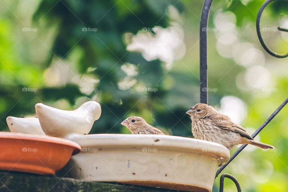 Two small birds resting on the edge of a water bowl looking at the ceramic birds across from them. Perhaps they’re wondering why they won’t go in the water? Too cold, they might be asking?? 💦