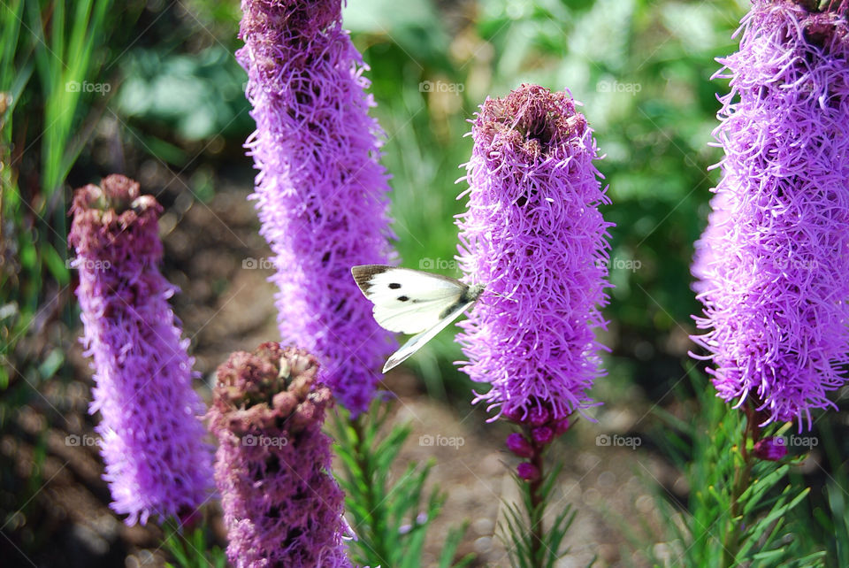 malmö flower summer blomma by micke71xxx