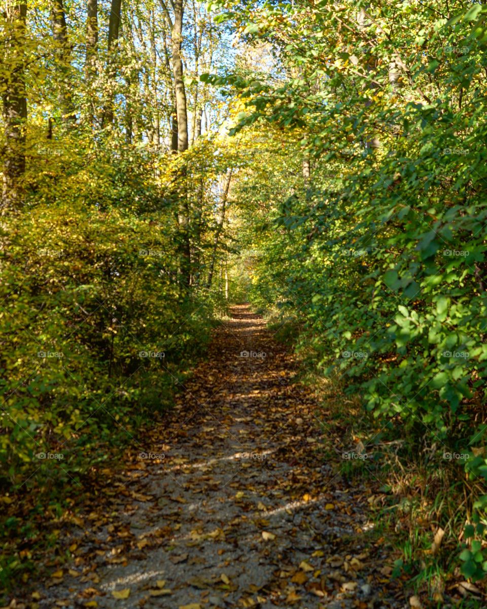 Waldweg