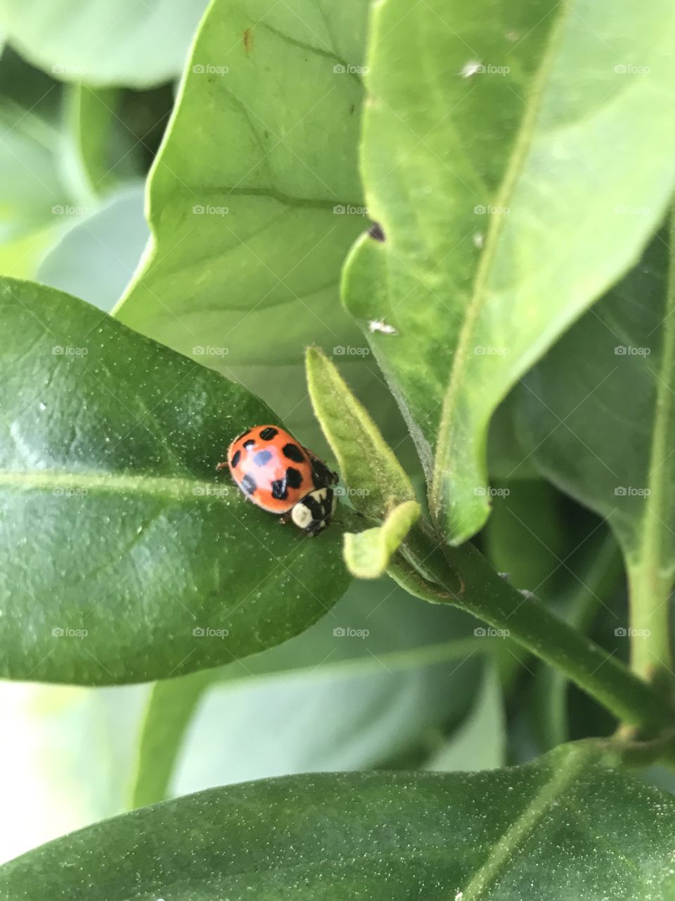 Ladybirds Close-ups