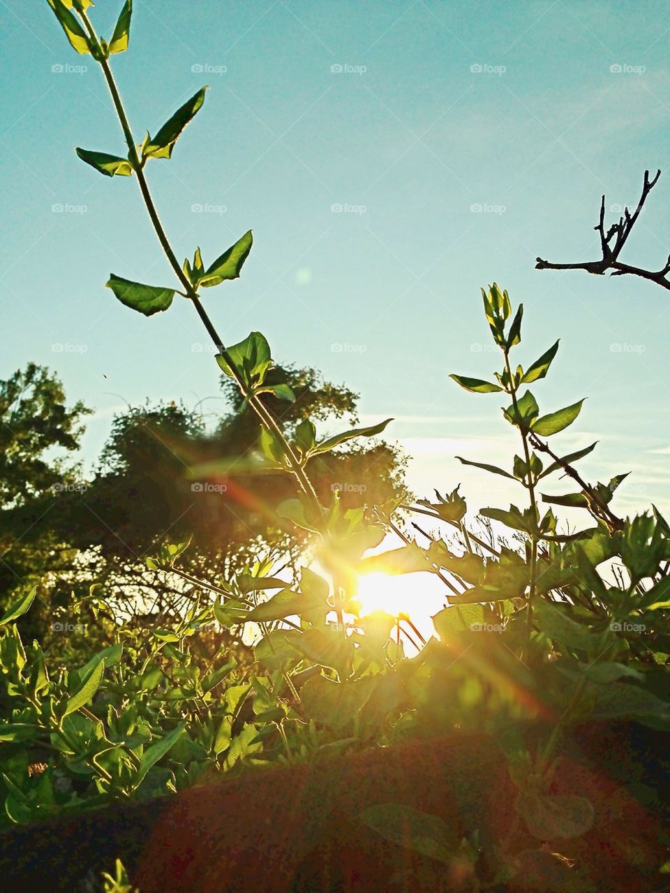 Sunlight Through the Overgrown 