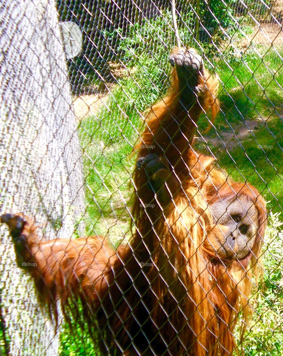Orangutan Greetings 