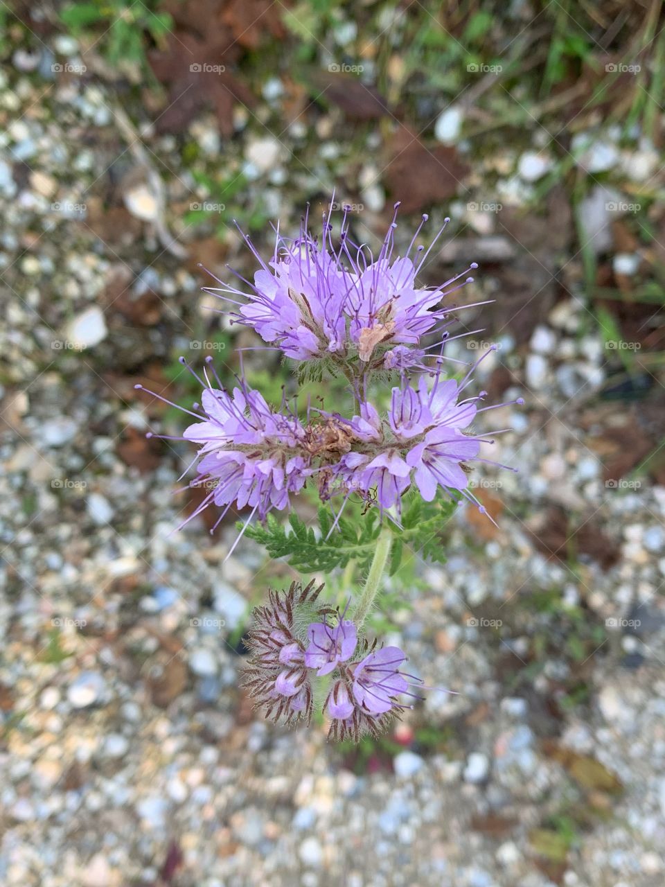 Purple small flowers